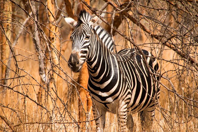 Full Day Safari to Mikumi National Park From Zanzibar With Lunch - Transportation Details