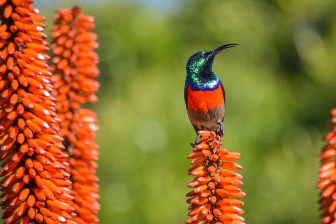 Full Day Safari Tour In Addo Elephant National Park - Tour Schedule