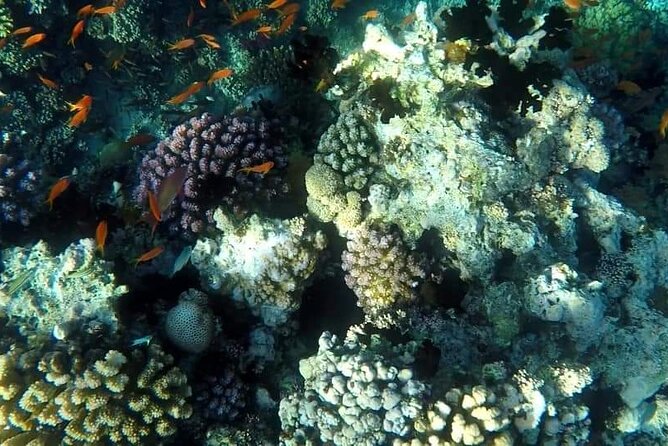 Full-Day Scuba Diving Tour in Hurghada With Lunch & Pick-Up - Accessibility and Confirmation