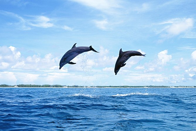 Full-Day Swimming With Dolphins and Casela Nature Park Tour in Mauritius - Transportation and Pickup