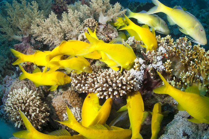 Full Day Tiran Island Snorkeling Sea Trip & Lunch With Transfer - Sharm Elsheikh - Operators Response