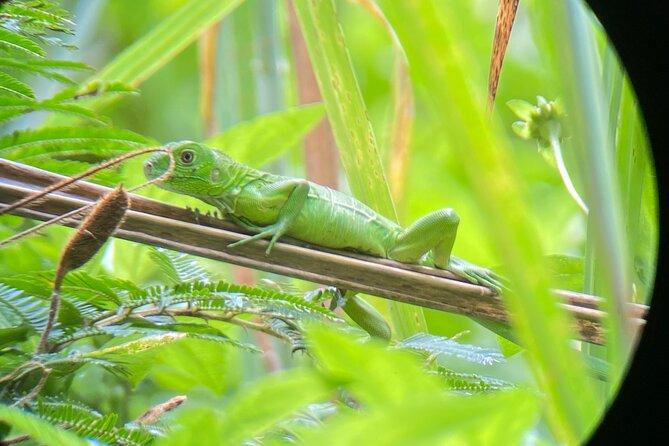 Full Day Tour to Hacienda Baru and Nauyaca Waterfalls - Discovering Nauyaca Waterfalls