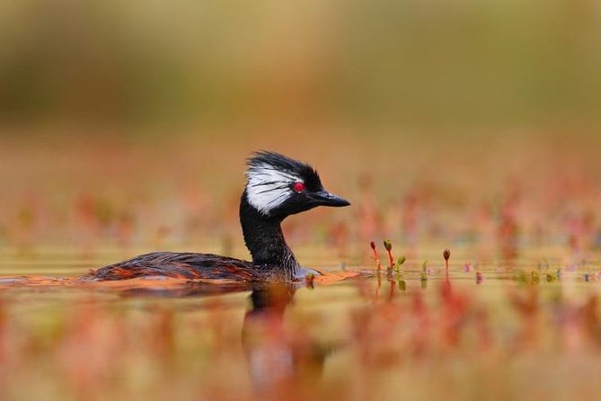 Full-Day Tour to Laguna De Los Pozuelos From Tilcara - Inclusions