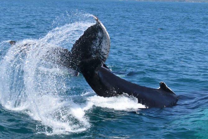Full-Day Whale Watching Tour in Samana Bay From Uvero Alto - Accessibility and Participation