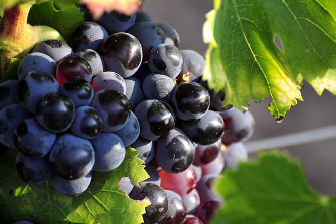 Full Day Wine Tour Around Luberon From Aix En Provence - Tour Requirements