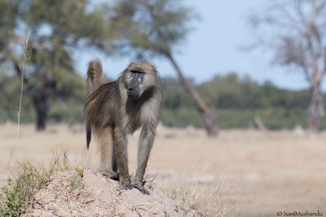 Full-Day Zimbabwe Zambezi National Park Safari & Lunch - Schedule and Availability
