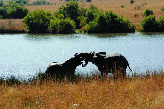 Fully Inclusive Pilanesbserg Safari From Johannesburg - Park Fees and Inclusions