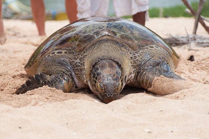 Galle Day Trip From Colombo - Inclusions and Exclusions