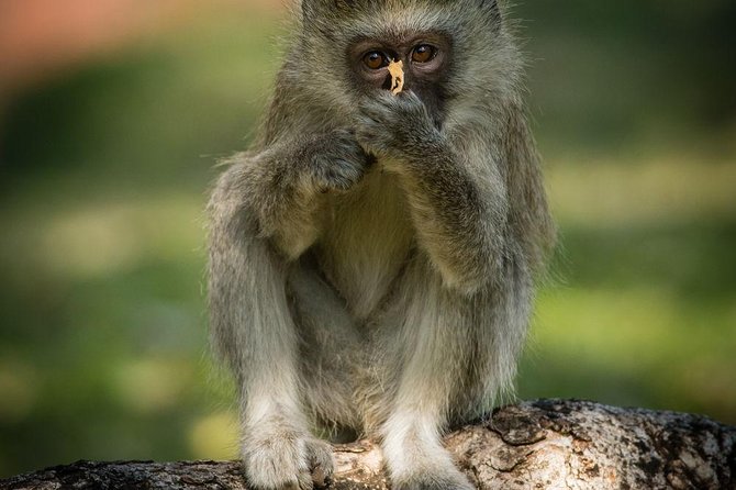 Game Drive in Mosi-Oa-Tunya National Park - Customer Reviews and Ratings