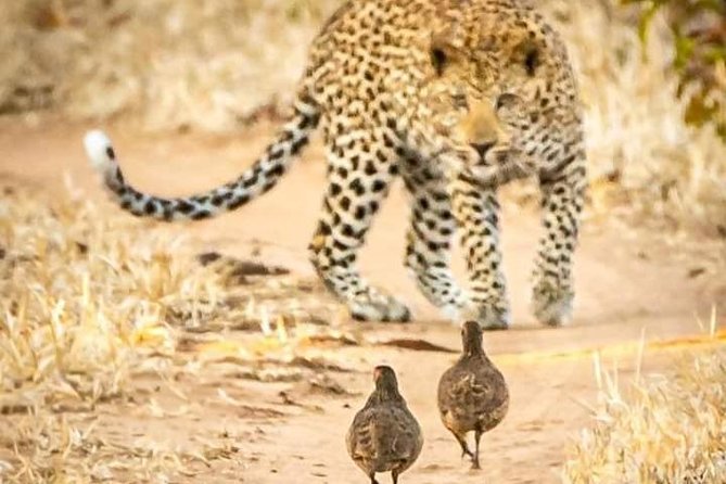 Game Drives - Pickup and Meeting Details