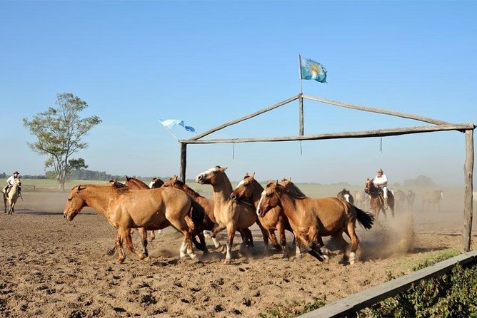 Gaucho Fiesta With Lunch - Full Day Tour - Host Response