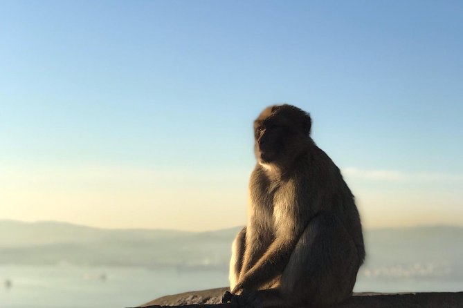 Gibraltar Sightseeing: Premium Rock Tour / Shore Excursion (Private) - Highlights: Skywalk and Apes