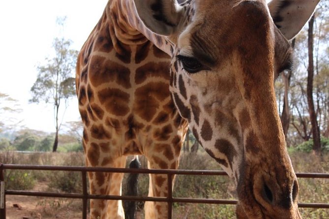 Giraffe Center and David Sheldrick Elephant Orphanage Tour - Meeting and Pickup