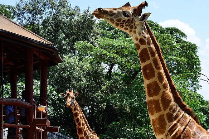 Giraffe Center, Elephant Orphanage and Nairobi National Park Day Tour Nairobi - Exploring Nairobi National Park