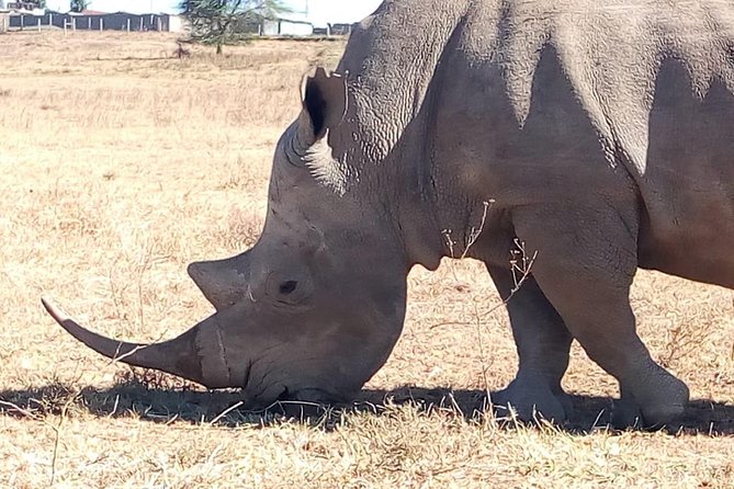 Giraffe Center, Stedmark Animals Haven & Nairobi Park Tour - Highlights of Giraffe Center