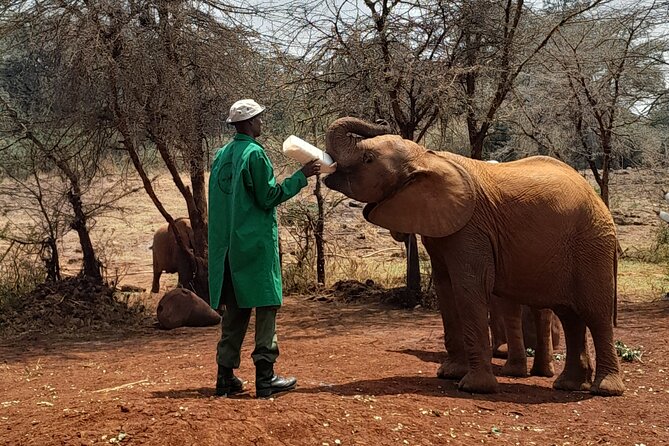 Giraffe Centre and Animal Orphanage Guided Tour In Nairobi. - Giraffe Centre Experience