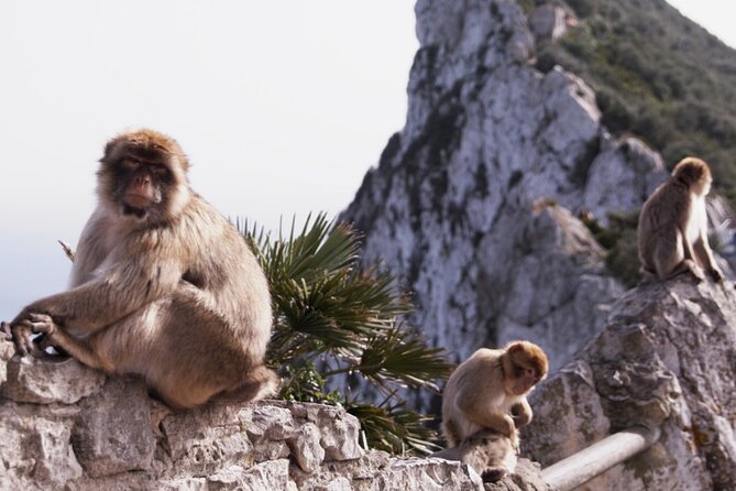 Go Tours 360 Experience in Gibraltar With Professional Guide - Knowledgeable Local Guide