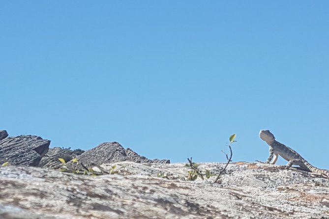 Gobustan Tour and Mad Volcanoes - Tour to Stone Age - Lunch and Refreshments
