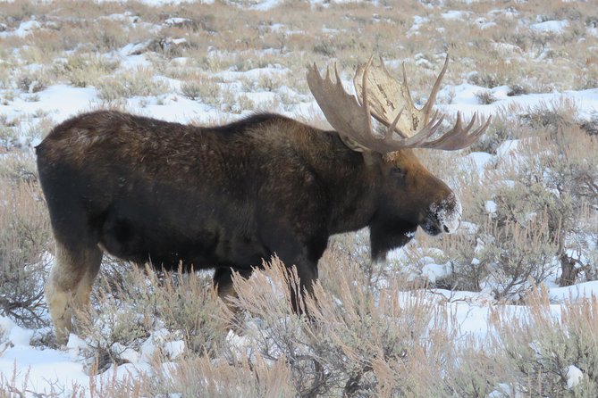 Grand Teton Park & Jackson Hole - PRIVATE Full-Day Wildlife Tour - Pickup and Meeting Details