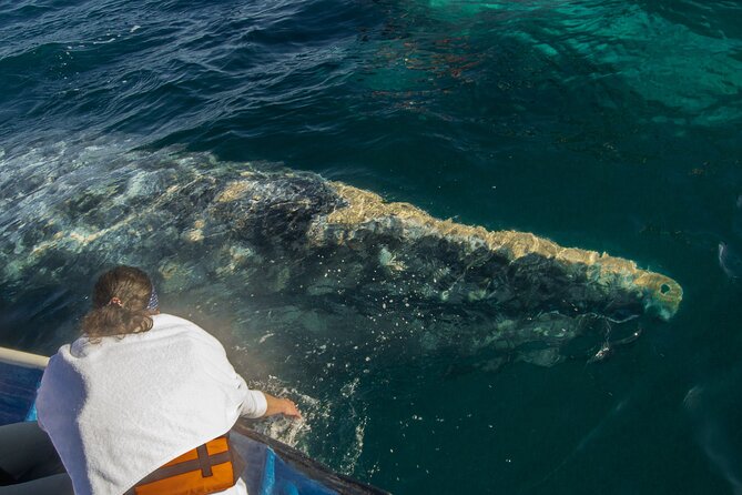 Gray Whale Watching Tour With Marine Biologist and Small Group - Schedule