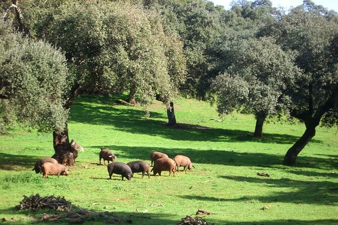 Grotto of Wonders and Ham Museum in Aracena - Accessibility and Health Considerations