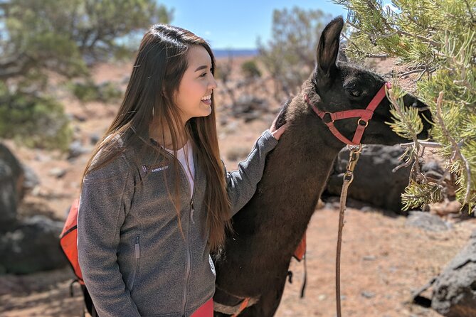 Guided Awesome 2-Hour Llama Hikes Private Experience - What to Expect
