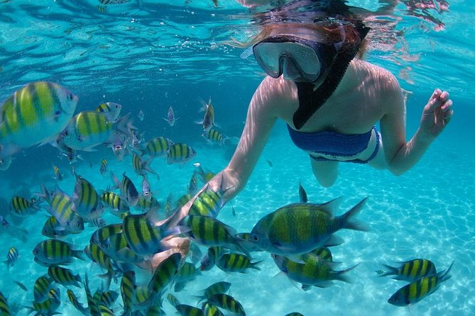 Guided by Divemaster, Cabo San Lucas Short Snorkeling Tour MANTA - Inclusions and Logistics