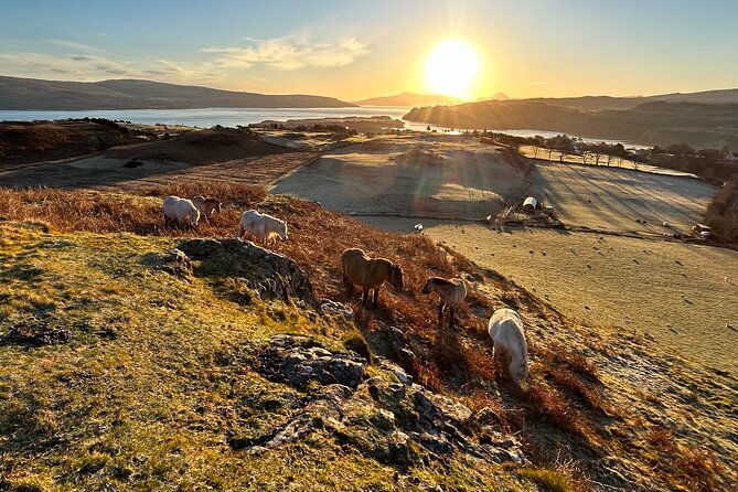 Guided Hebridean Farm Hike Near Tobermory, Isle of Mull, Scotland - Embracing the Hebridean Lifestyle