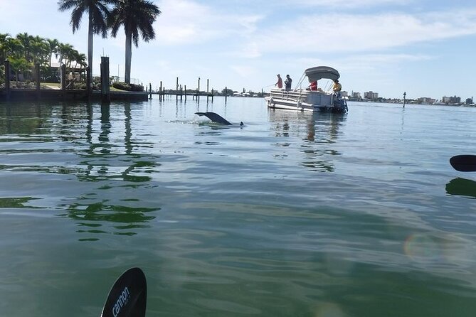 Guided Kayak Eco Tour in Pelican Bay - Accessibility and Participation