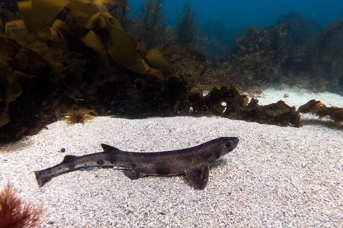 Guided Snorkel Activity at Coral Beach Carraroe, Galway - Exploring Coral Beach