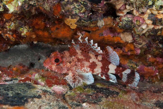 Guided Snorkel Experience - Additional Information