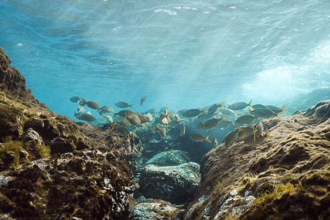 Guided Snorkeling Activity in Papagayo Beach Lanzarote - Reviews and Ratings