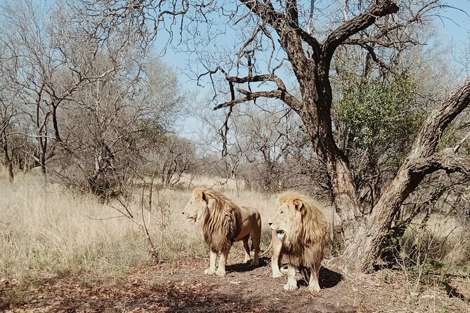 Guided Walking With Lions Bush-Walk Tour - Exploring the Ukutula Conservation Center