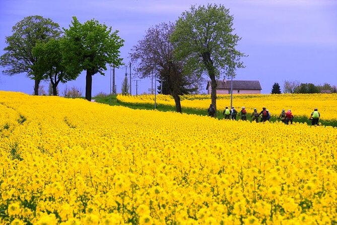 Guided Week Bike Tour in France, Burgundy Wine Region - Tour Difficulty and Group Size