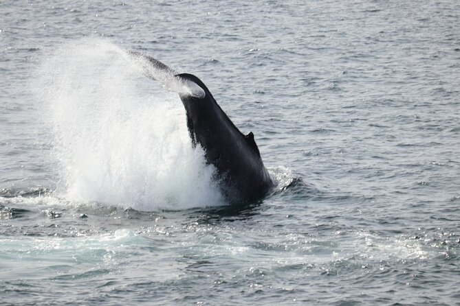 Guided Whale Watching Experience From Reykjavik - Sightings and Policies