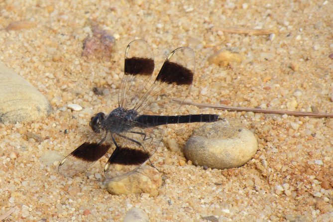 Half-Day Birdwatching Around Faro - Equipment and Amenities Provided