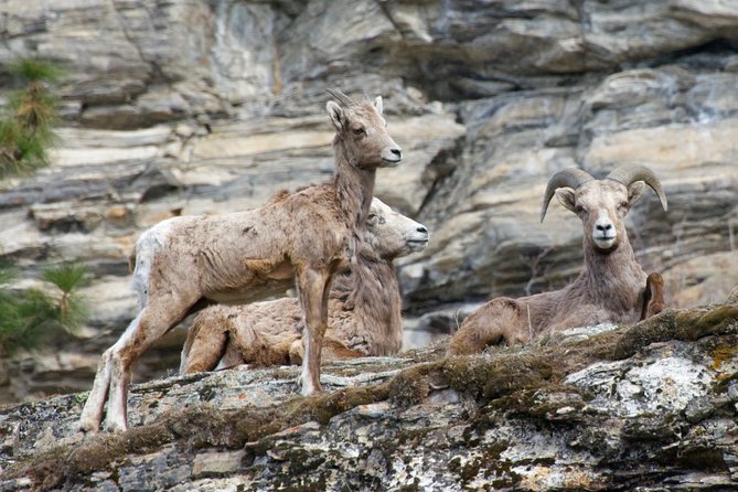 Half Day Birdwatching in the South Okanagan - Guided Experience Highlights