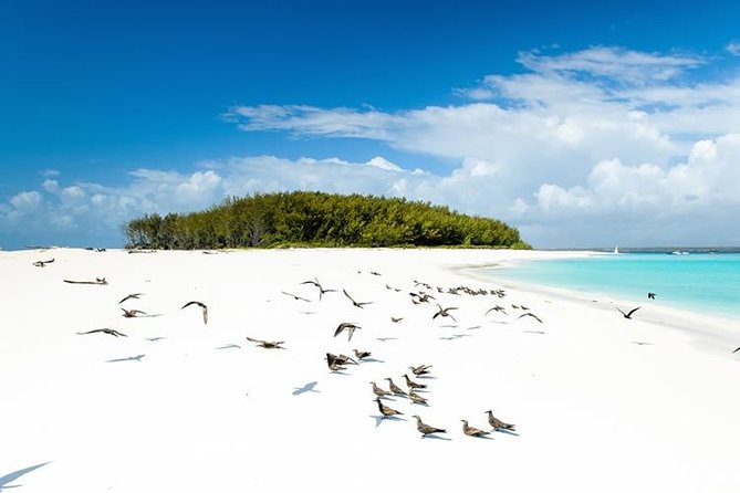 Half-Day Dolphin & Snorkeling Tour in Mnemba Island Zanzibar - Inclusions and Amenities