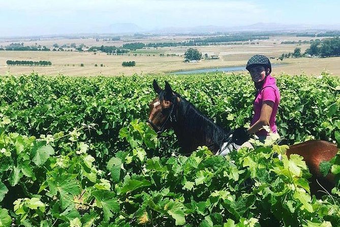 Half Day Horseback Wine Tour - Physical Requirements and Recommendations