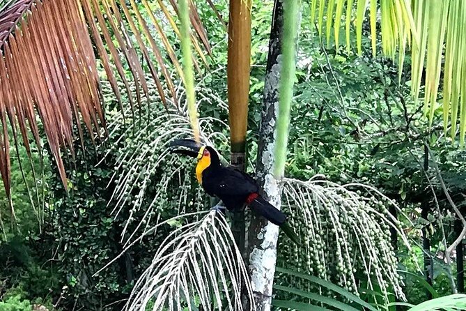 Half-Day Jeep Tour in Rios Tijuca Rainforest and Scenic - Convenient Transportation and Accessibility