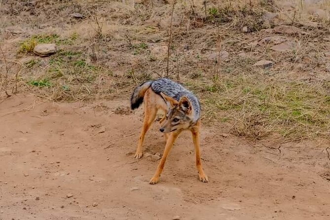 Half Day Nairobi National Park Private Safari - Accessibility and Requirements