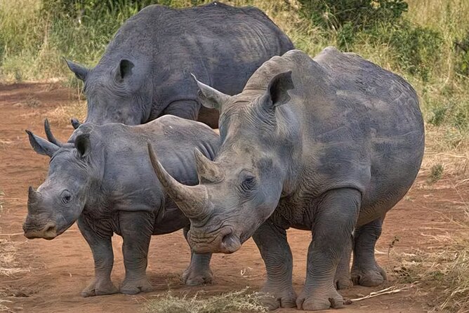 Half-Day Nairobi National Park Private Tour With Admission - Pickup and Accessibility Information