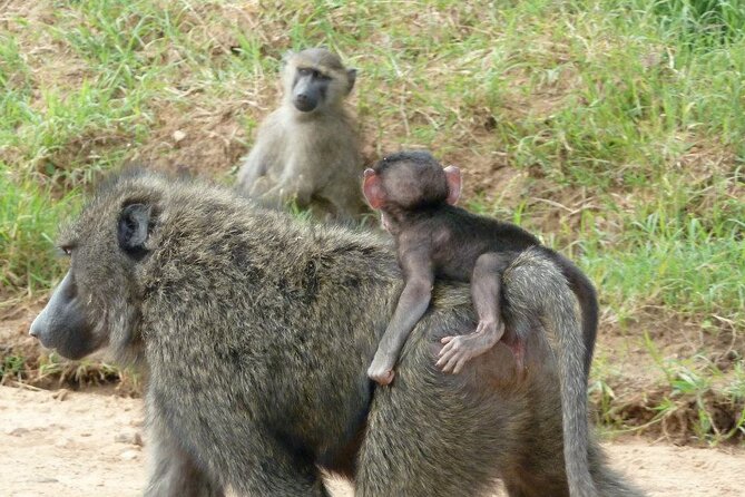 Half-Day Nairobi National Park Tour From Nairobi - Wildlife Viewing Opportunities