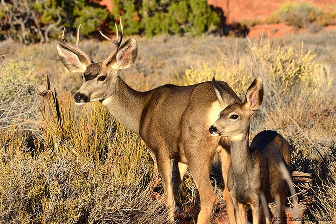 Half Day Private Arches National Park Guided Tour - Transportation and Logistics