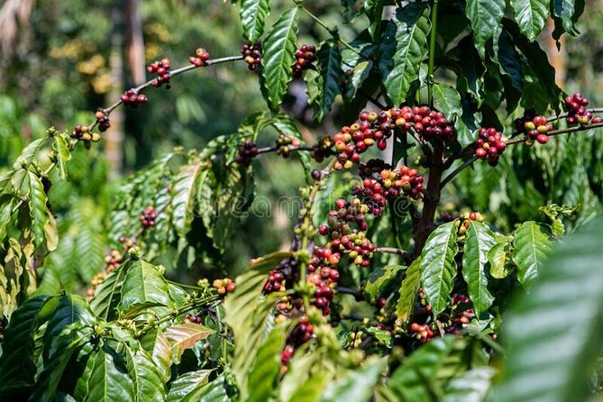 Half-Day Private Fairview Estate Coffee Farm Tour With Pick up - Experience at Fairview Estate