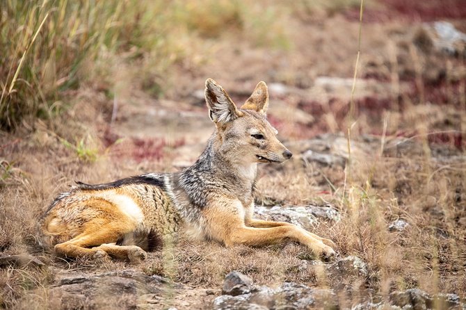 Half-Day Private Guided Safari Tour to Nairobi National Park - Accessibility Information