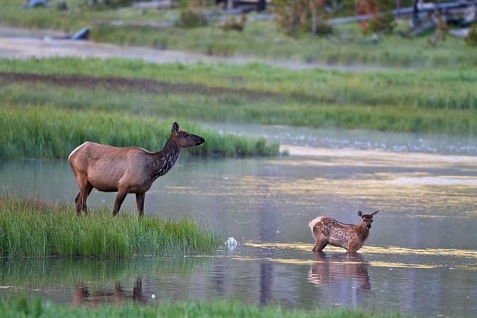 Half Day Private Sunrise Wildlife Safari - Meeting and Pickup