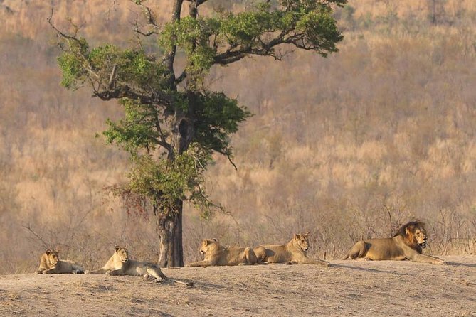 Half Day Safaris By Robbie Williams Safaris - Health and Safety Considerations