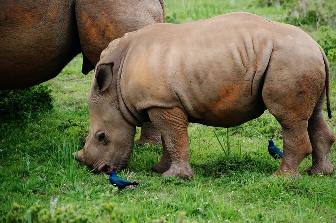 Half-Day Tour to Rhino And Lion Reserve in Krugersdorp - Accessibility and Participation