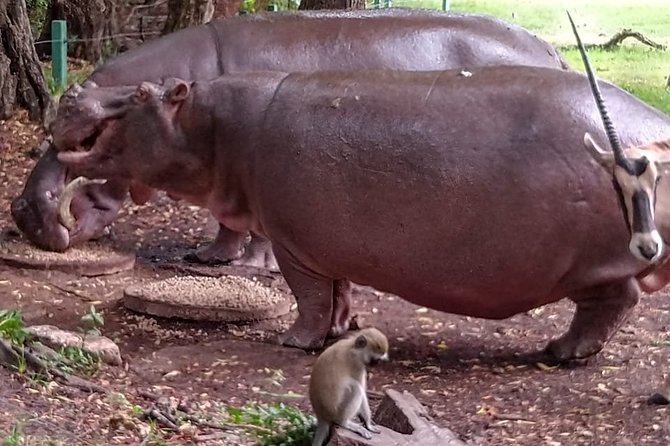Haller Park Tour Observing Hippos, Giraffes, Birds, Monkeys, Crocs & Others - Majestic Giraffes and More
